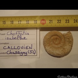 Choffatia isabellae