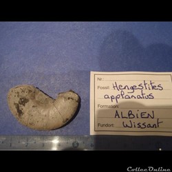 Hengestites applanatus