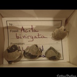 Acila bivirgata