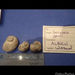 Gyrodes gentii