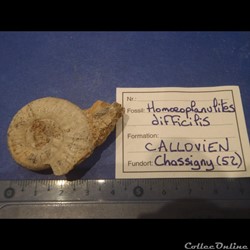 Homoeoplanulites difficilis