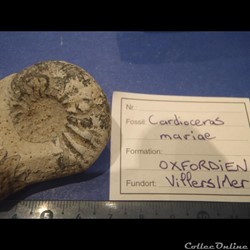 Cardioceras mariae