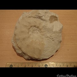 Schloenbachia varians