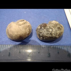 Gyrodes gentii