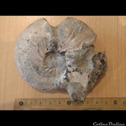 Ammonite indéterminée