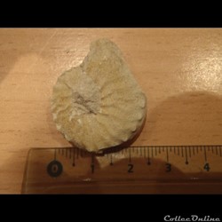 Schloenbachia varians