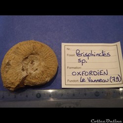 Perisphinctes sp.
