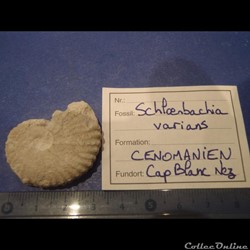 Mantelliceras
