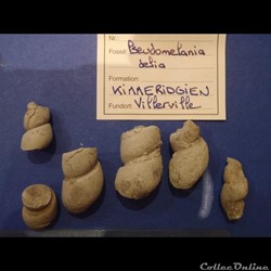 Pseudomelania delia