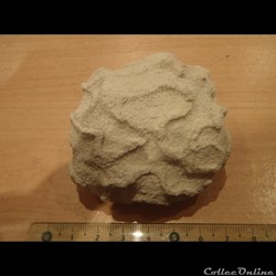 Exanthesis méandrina