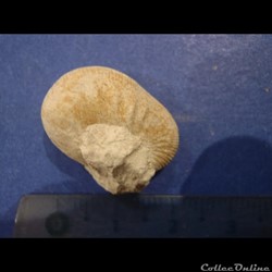 Scaphites aequalis