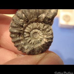 Ammonite indéterminée 19