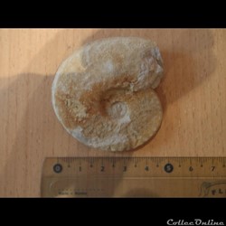 Schloenbachia varians