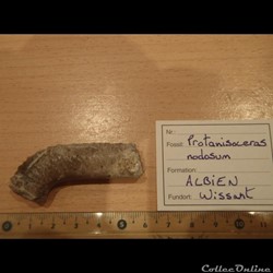 Protanisoceras nodosum