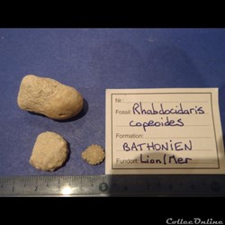 Rhabdocidaris capeoides