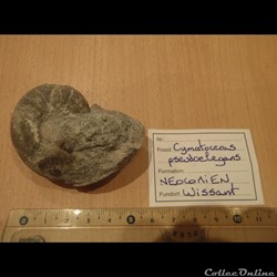 Cymatoceras