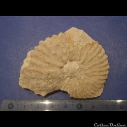 Mantelliceras mantelli