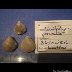 Loboidothyris perovalis