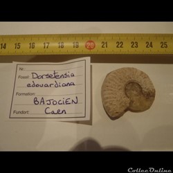 Dorsetensia edouardiana