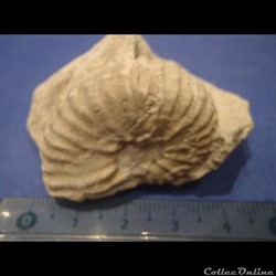 Mantelliceras mantelli