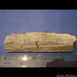 Fragments d'os indéterminé