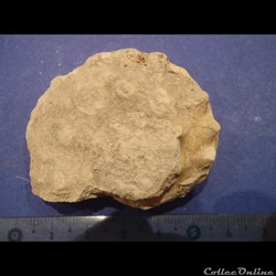 Schloenbachia varians
