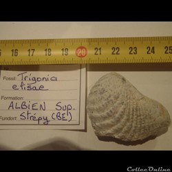 Trigonia elisae