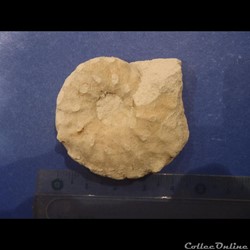 Schloenbachia varians