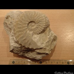 Schloenbachia varians