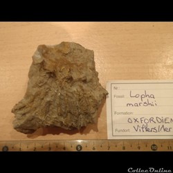 Lopha marshii