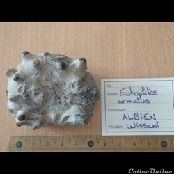 Euhoplites armatus 2