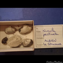 Pectinucula pectinata