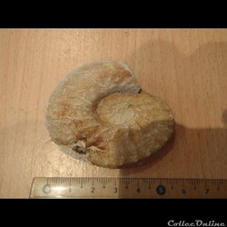 Schloenbachia varians