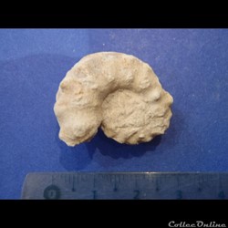 Schloenbachia varians