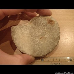 Schloenbachia varians