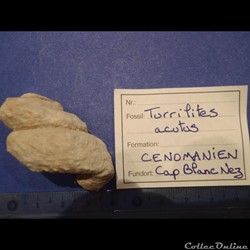 Turrilites acutus