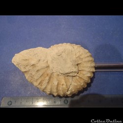Mantelliceras sp.