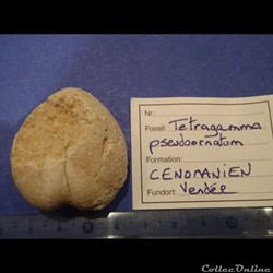 Tetragama pseudo ornatum