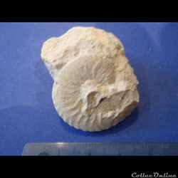 Schloenbachia varians