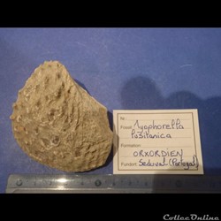 Myophorella lusitanica