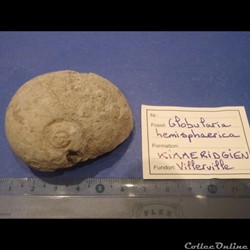 Globularia hemisphaerica