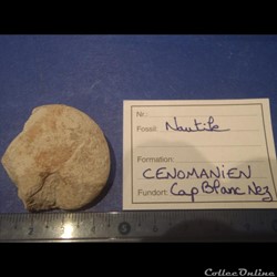 Nautile indéterminé