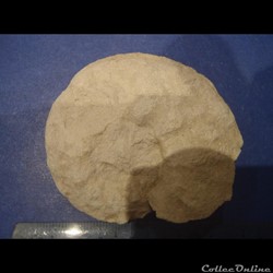 Schloenbachia varians