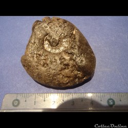 Ammonite indéterminée 10