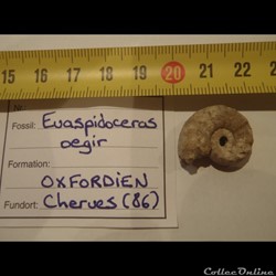 Euaspidoceras oegir