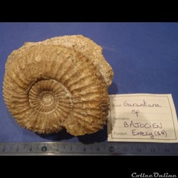 Garantiana sp.