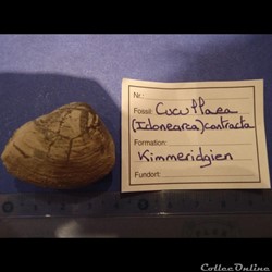 Cucullaea contracta