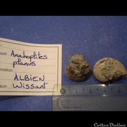 Anahoplites planus 6