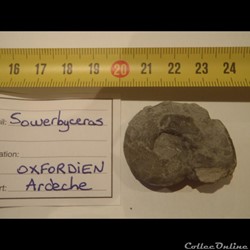 Sowerbyceras