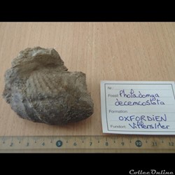 Pholadomya decemcosta